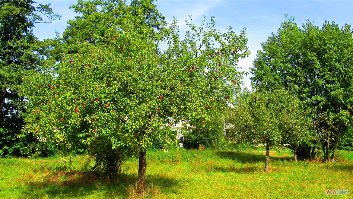 Streuobstwiese